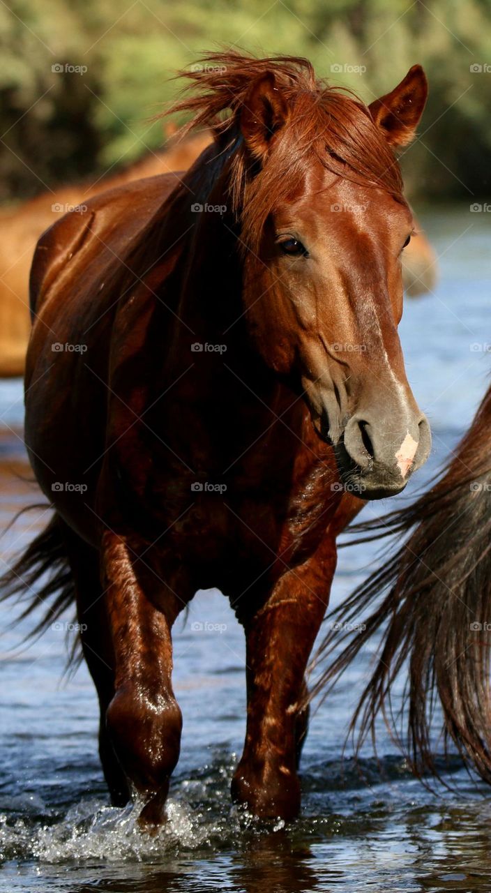Wild Horse in the River