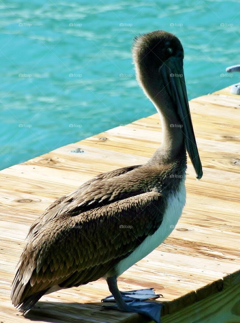 Pelican 