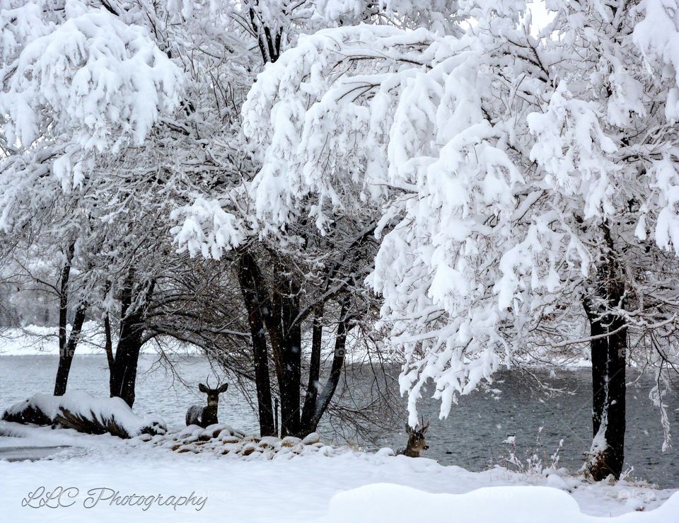 Winter Has Arrived