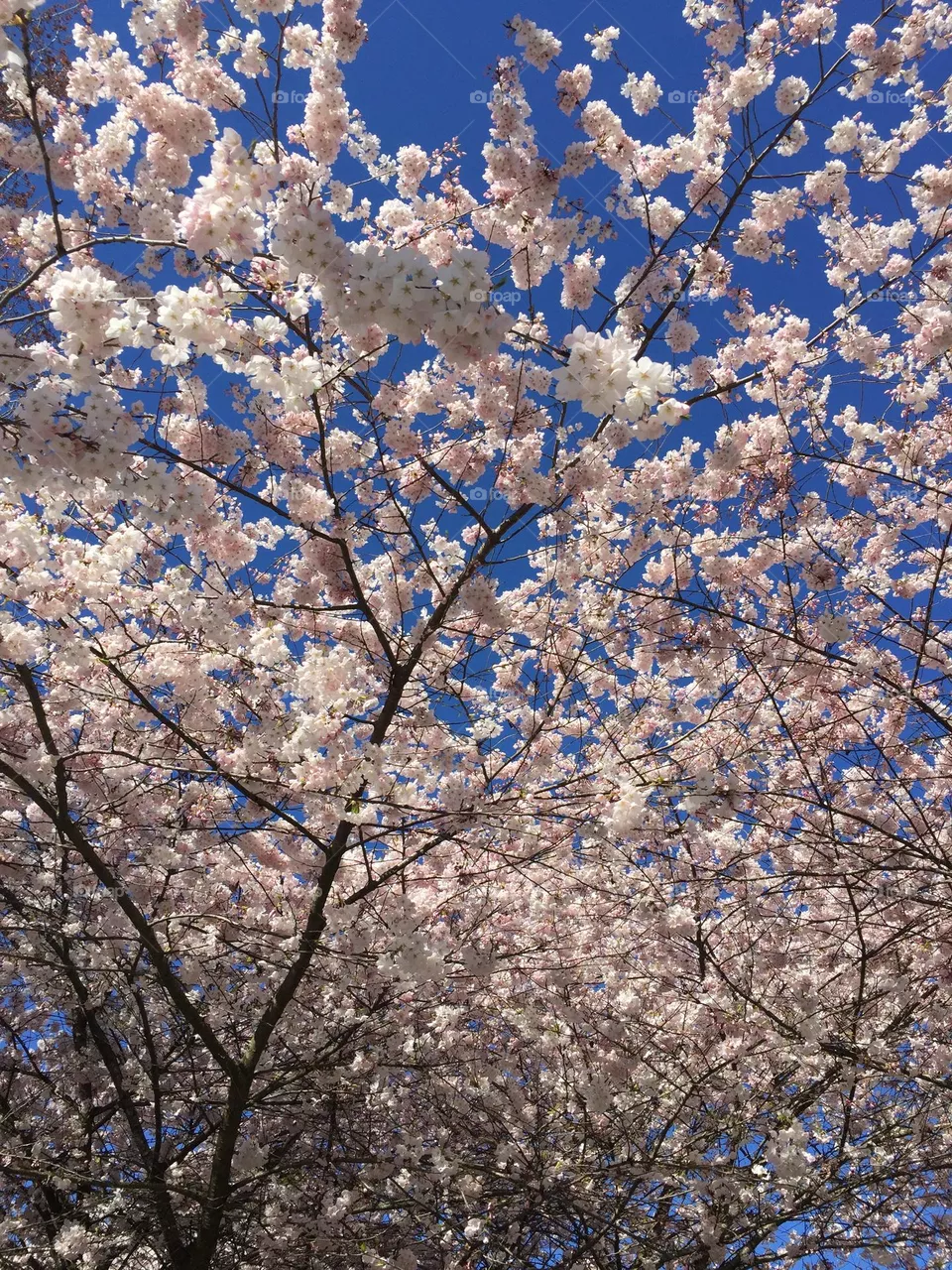 Cherry blossom 