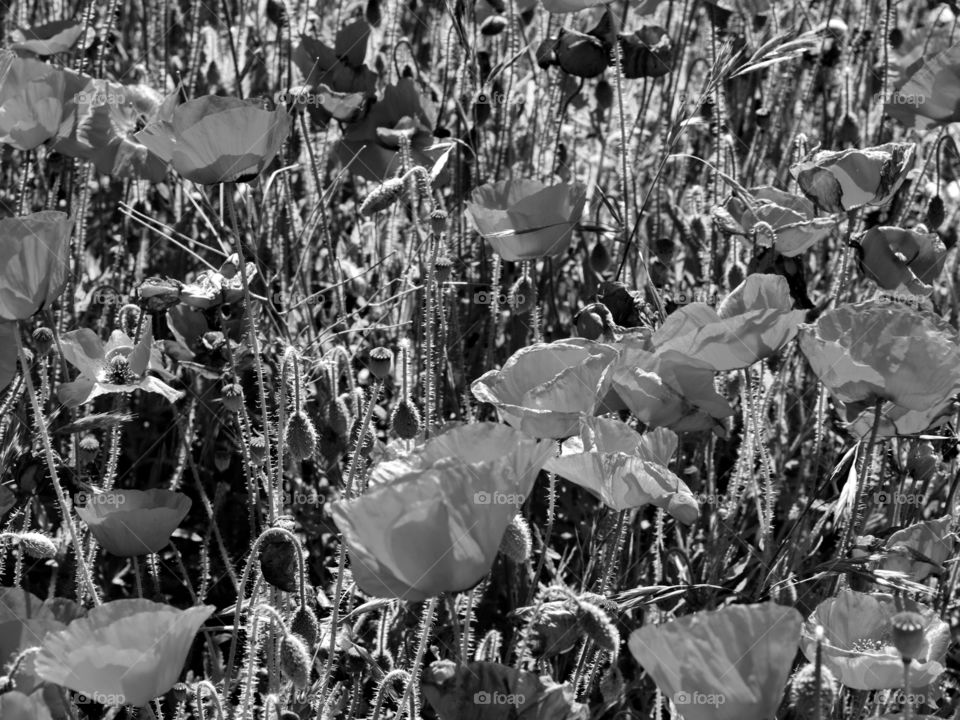 Detailed and textured poppies in a field in Central Oregon on a sunny summer morning. 