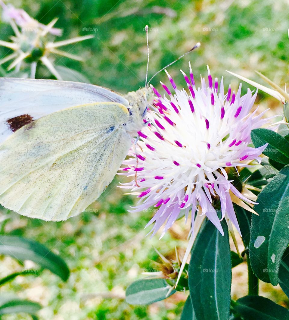 Butterfly in Flower