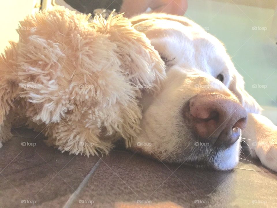 Doggie loves his toy