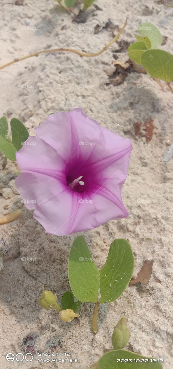 A flower in the padukere beach, Karnataka, India 🏖️