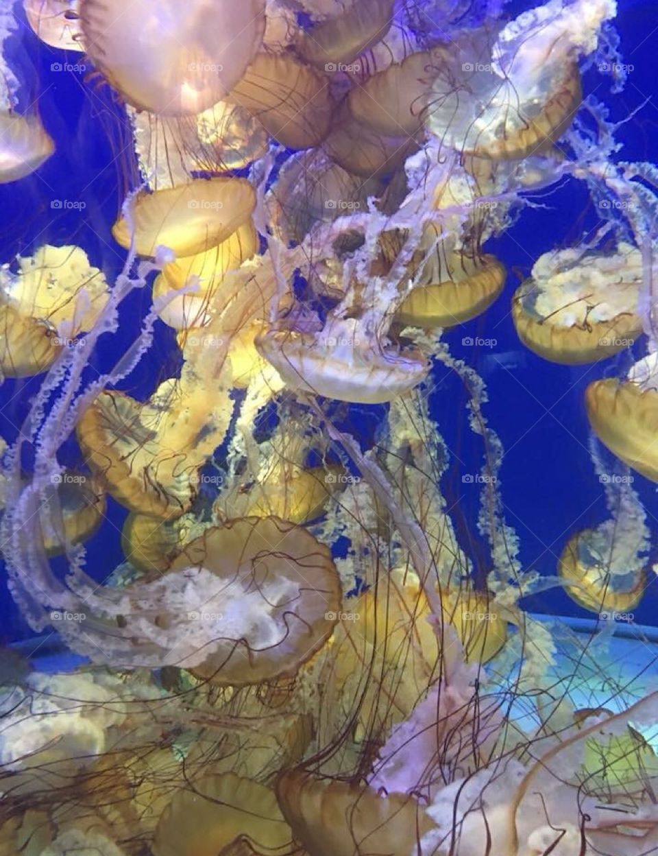 Chrysaora Jellyfish cluster in the Aquarium of the Pacific in California.