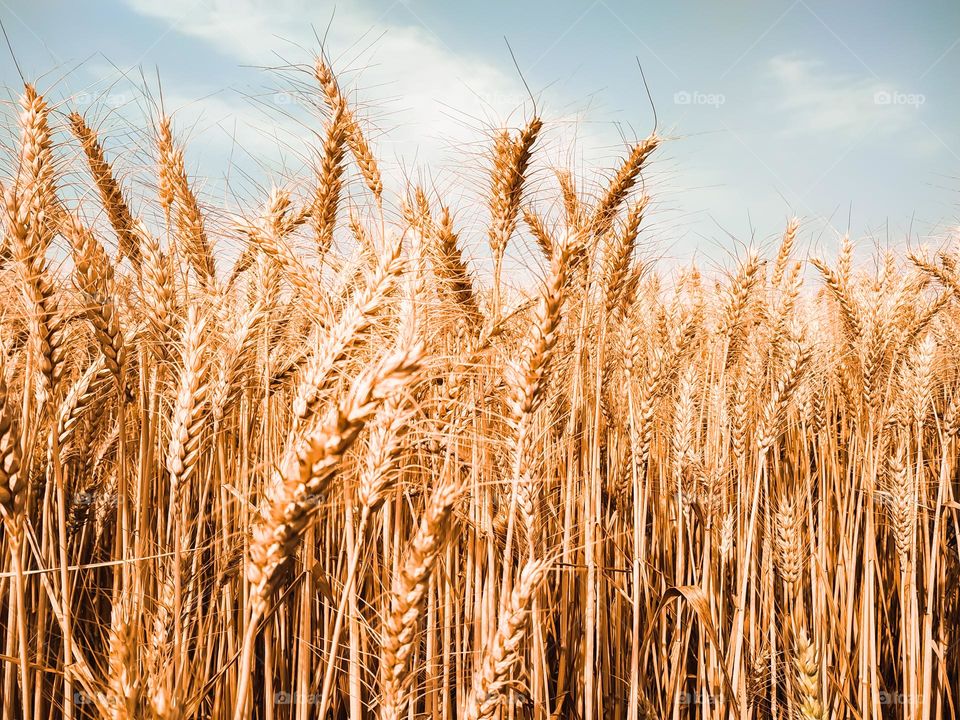 Red ears of wheat under sky with clouds.Soft focus on field
