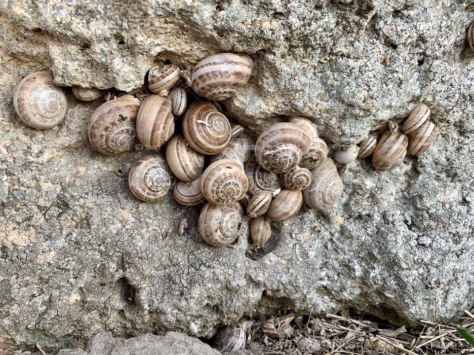 a family of snails hiding from the hot summer sun among the stones