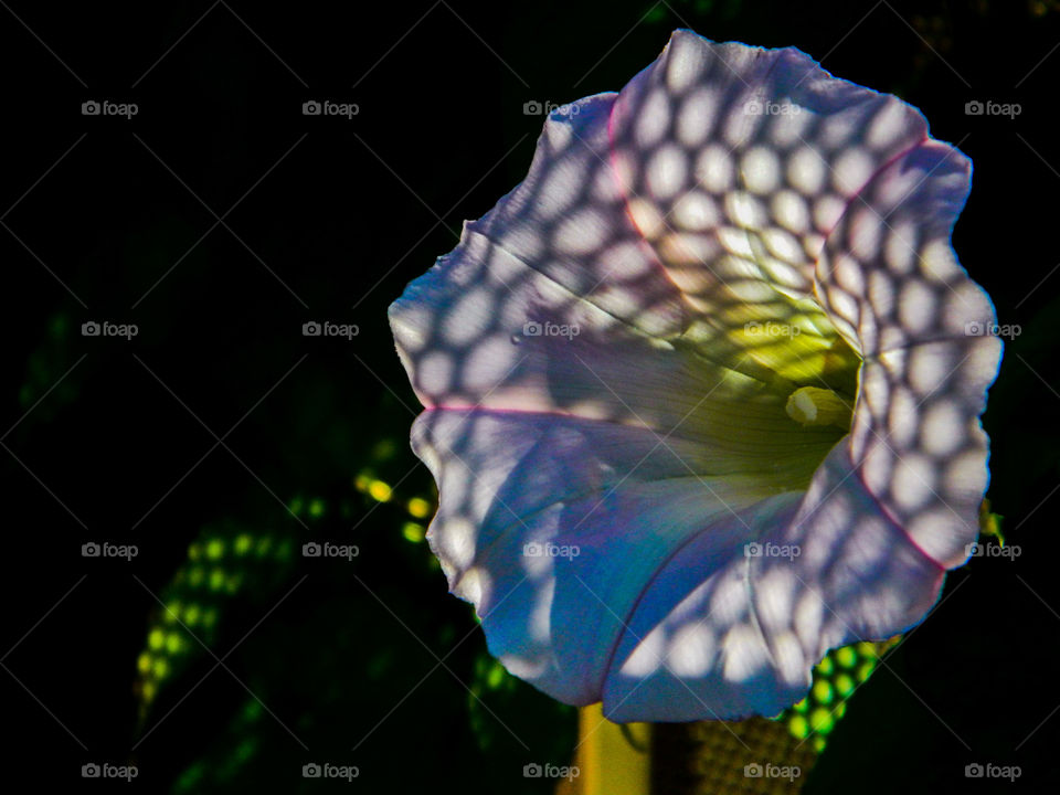 Garden flower