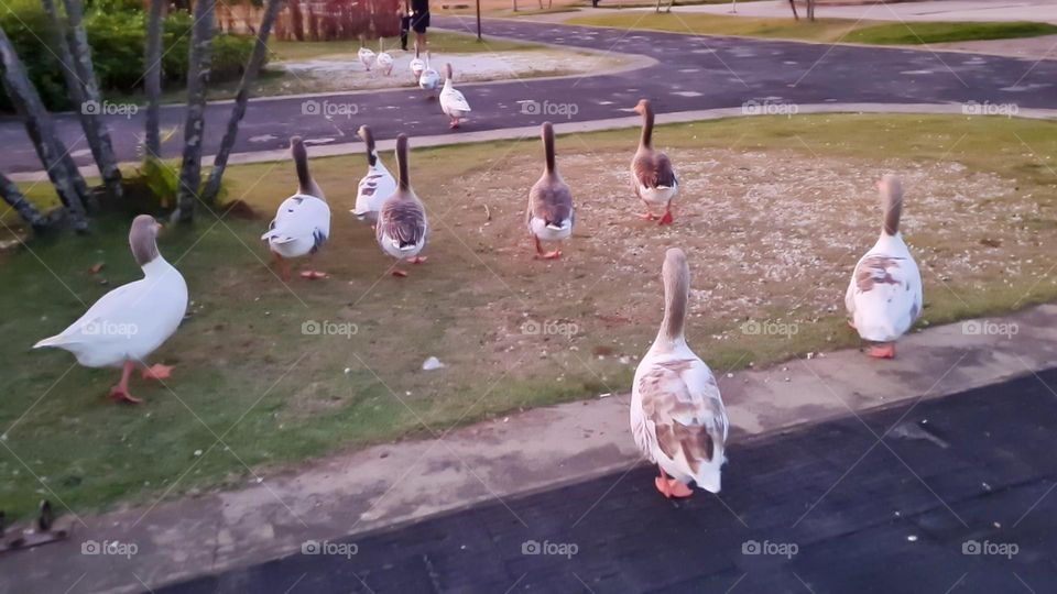 Multiverse: geese in a row walking in the park.