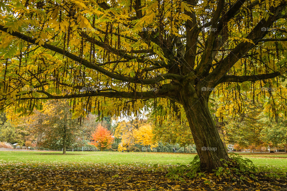 Yellow tree in a parc