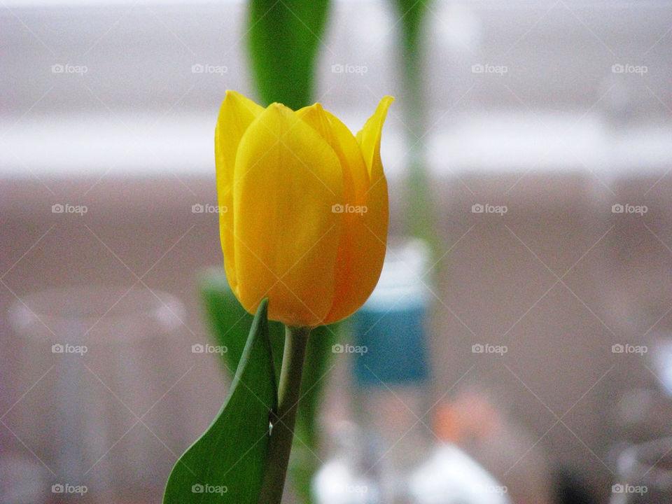 Flower on a stem