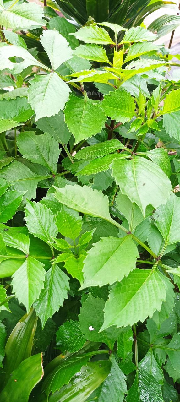 try to answer this type of plant