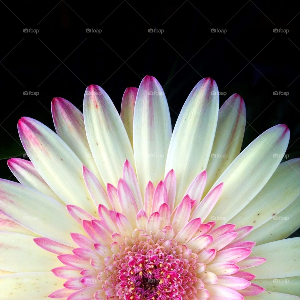 Beautiful macro shot of a Gerbera daisy with pink tipped petals.