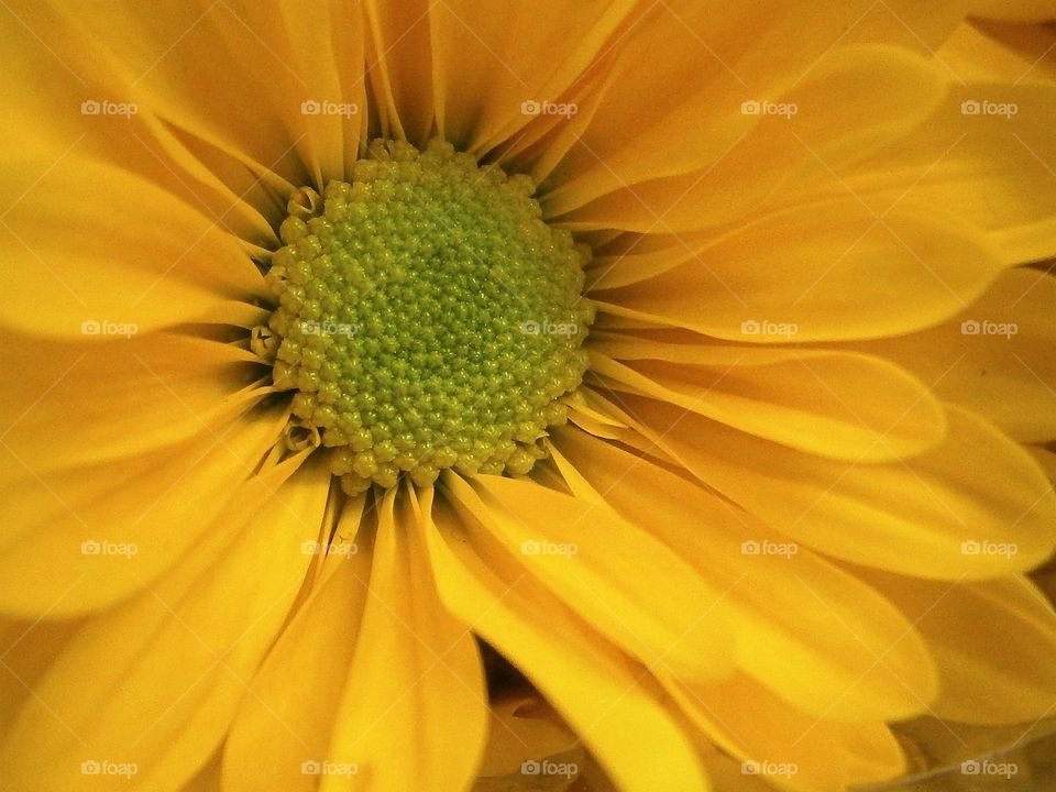 yellow sunflower