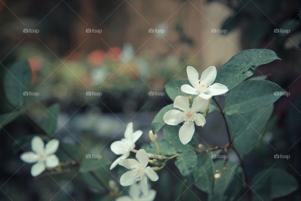 Close-up of white flower