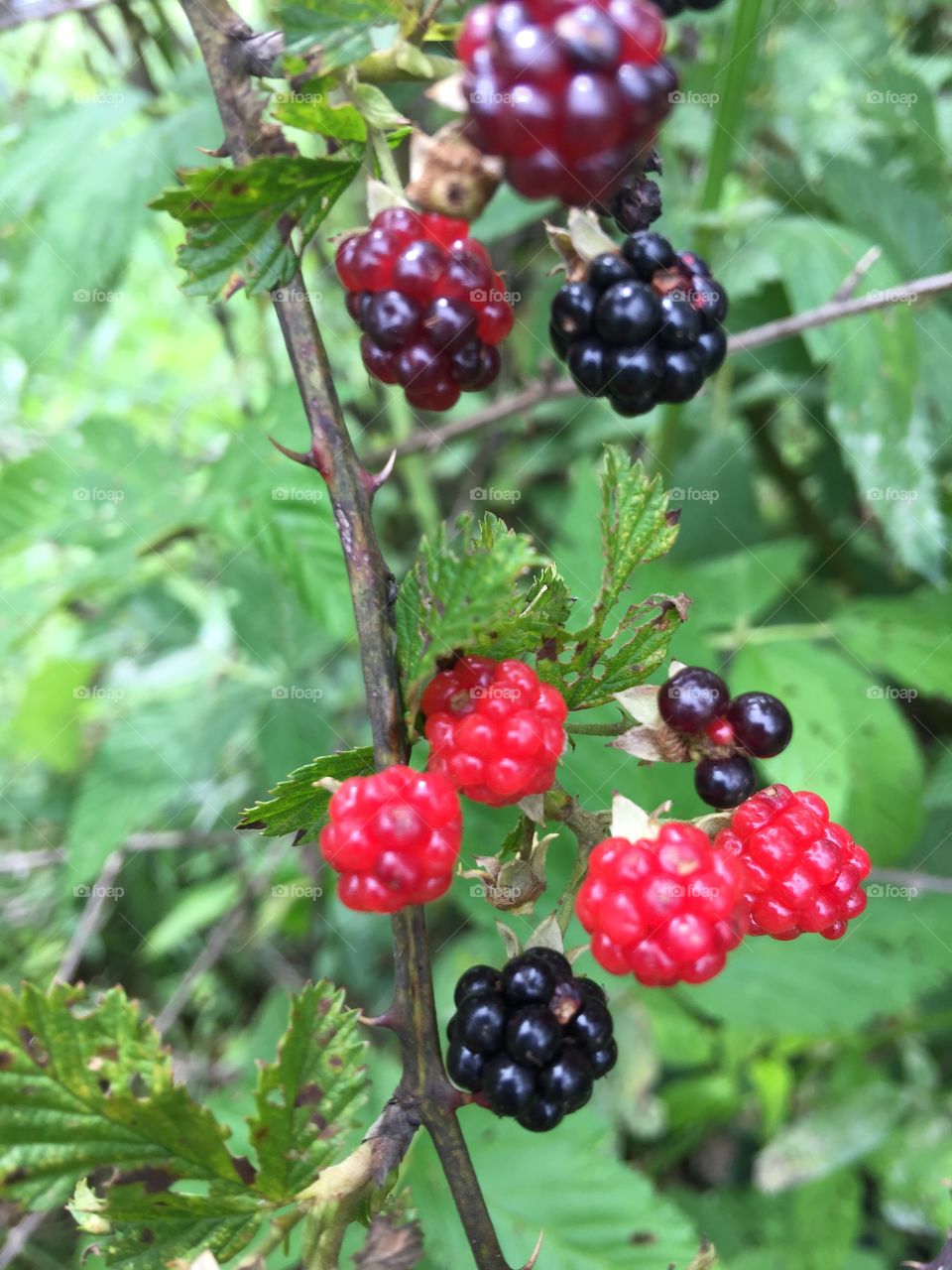 Blackberries