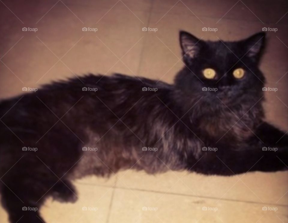 Black Furry Cat
