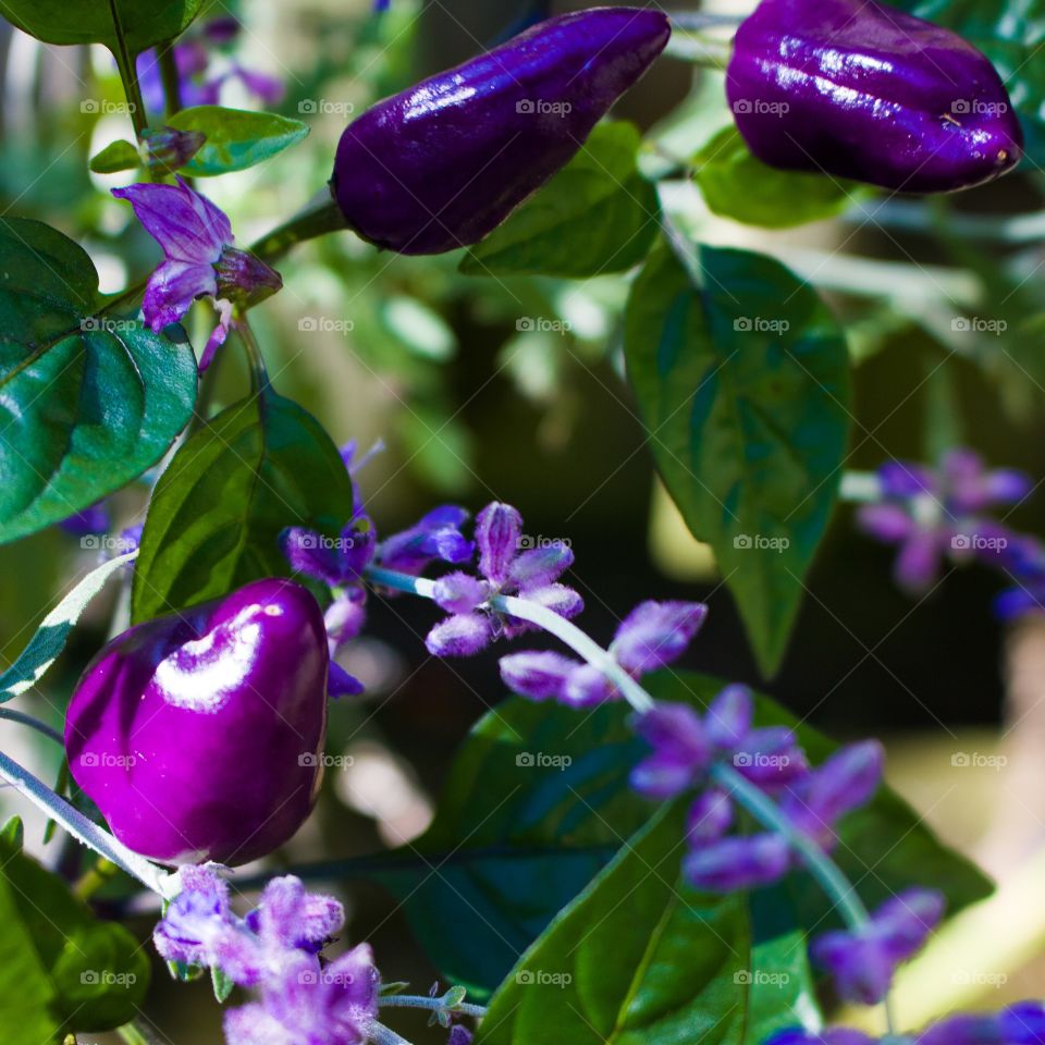 Purple in the Garden