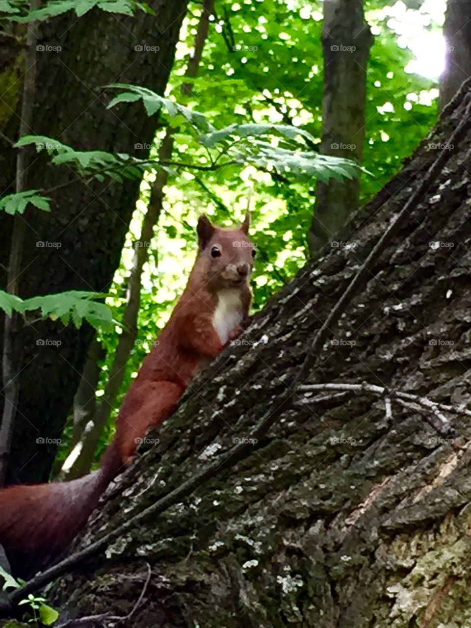 Magical squirrel