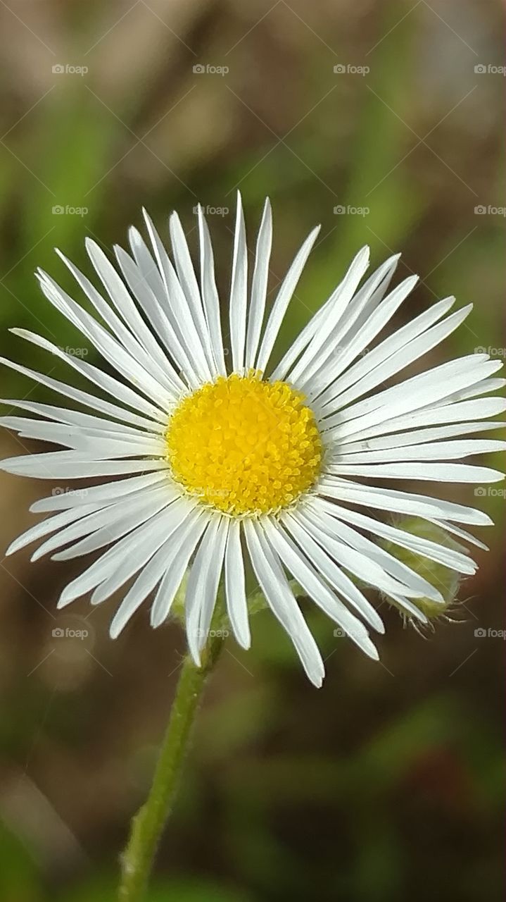 Daisy flower