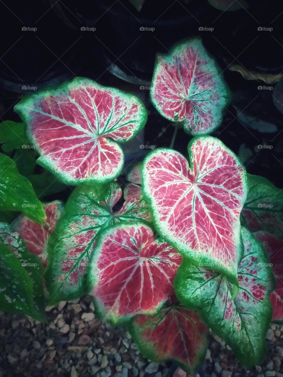 Flowers, plants, including wood grains that have different colors.