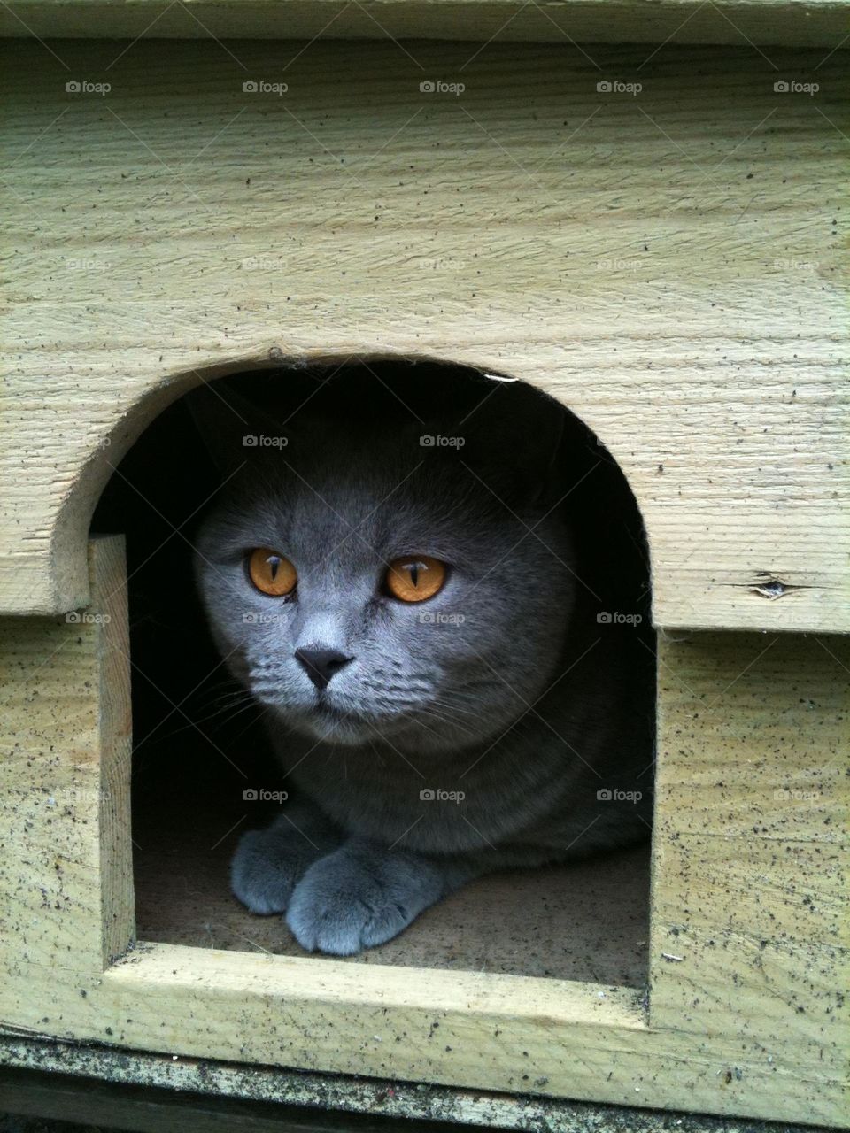 British blue cat watching his garden 