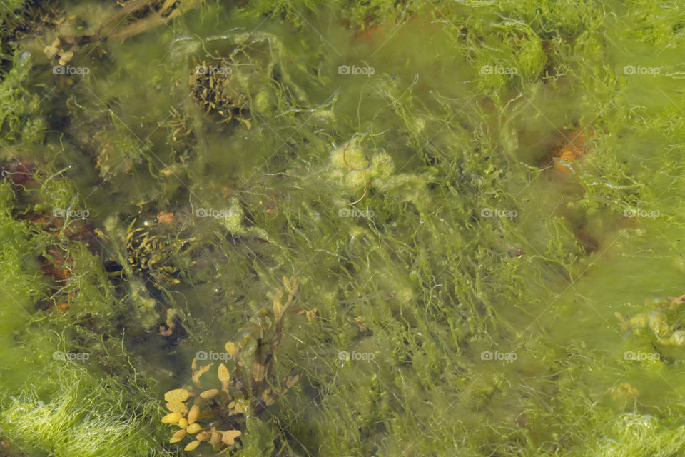Green algae in the sea 