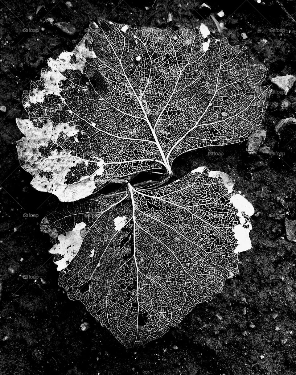 Two opposing leaf skeletons, where the veins are the only thing remaining