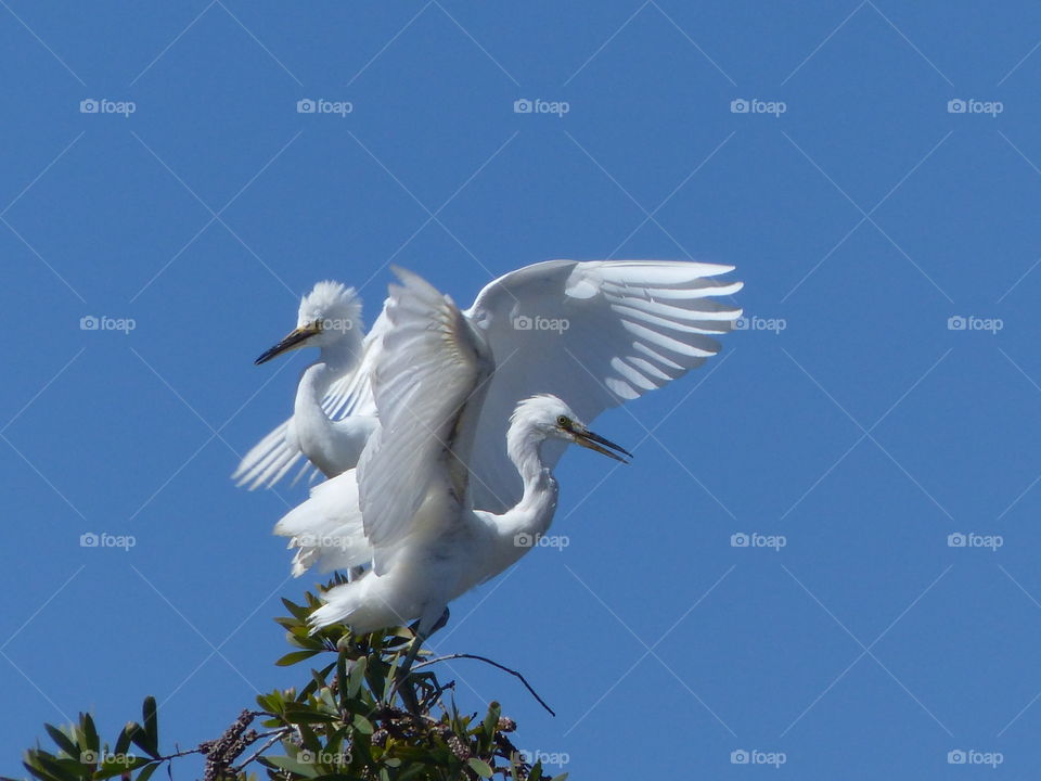 Snowy egrets sculpture 