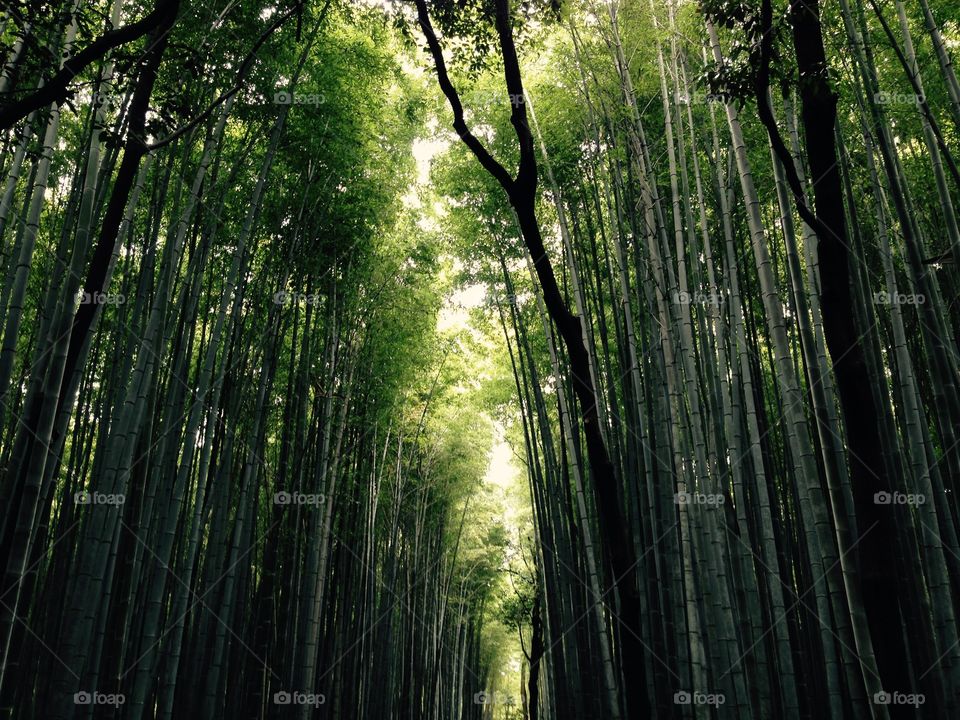 View of bamboo forest, Arashiyama, Kyoto Japan