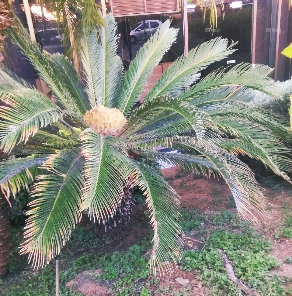 palmtree