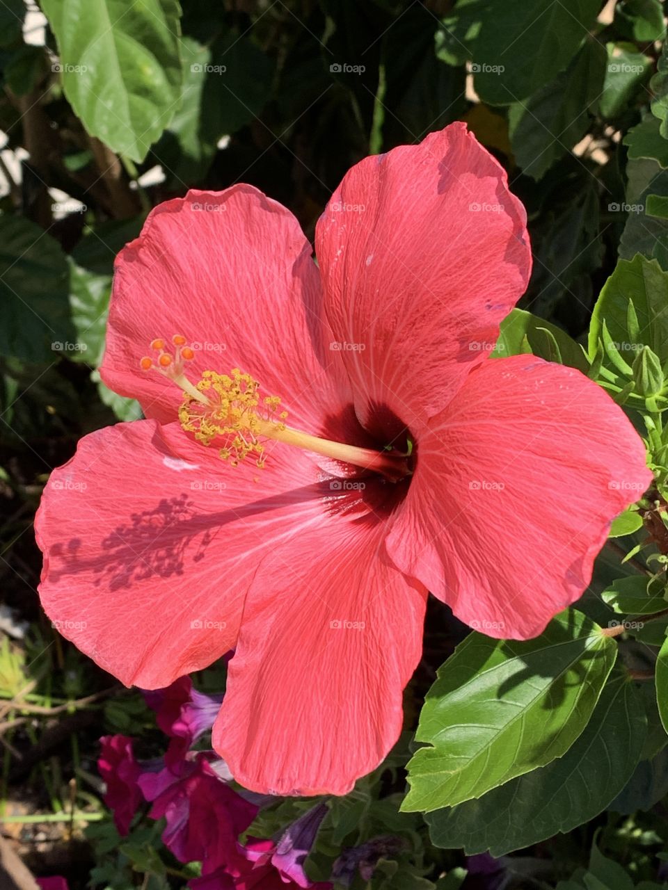 Hibiscus