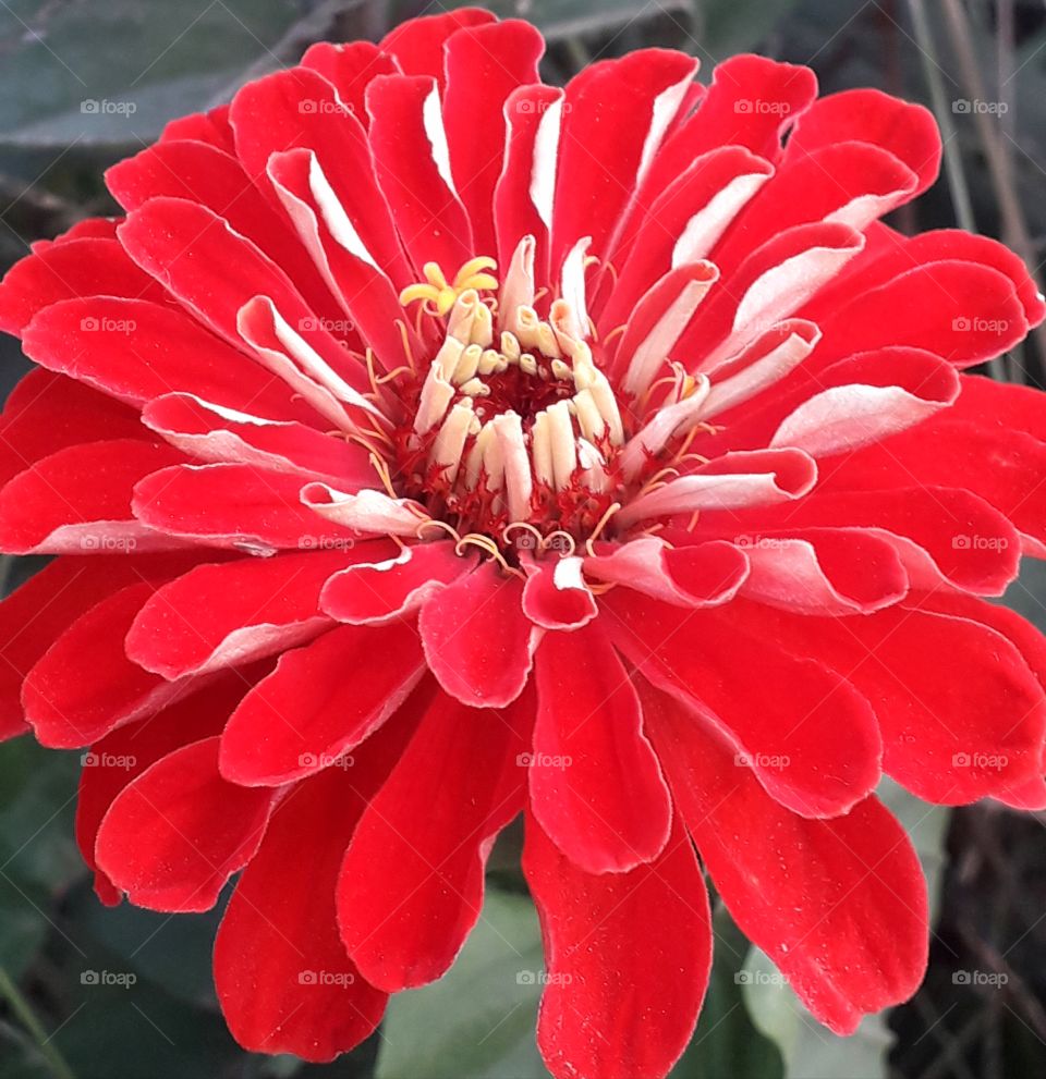 Red jini flower