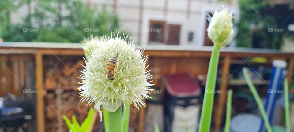 leek flower