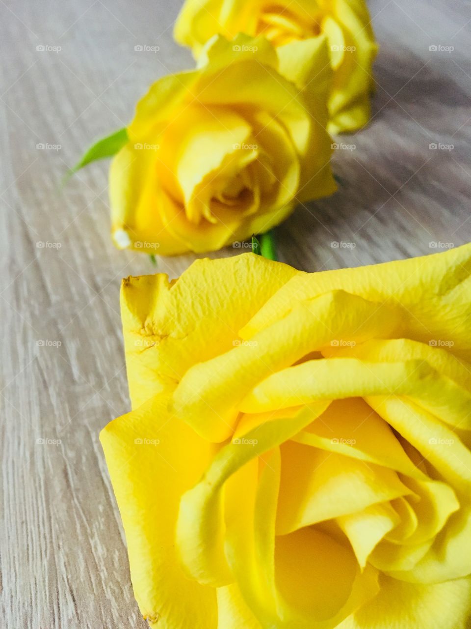 Yellow roses