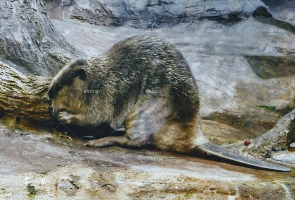 Beaver Eating. Tulsa, Oklahoma Aquarium.