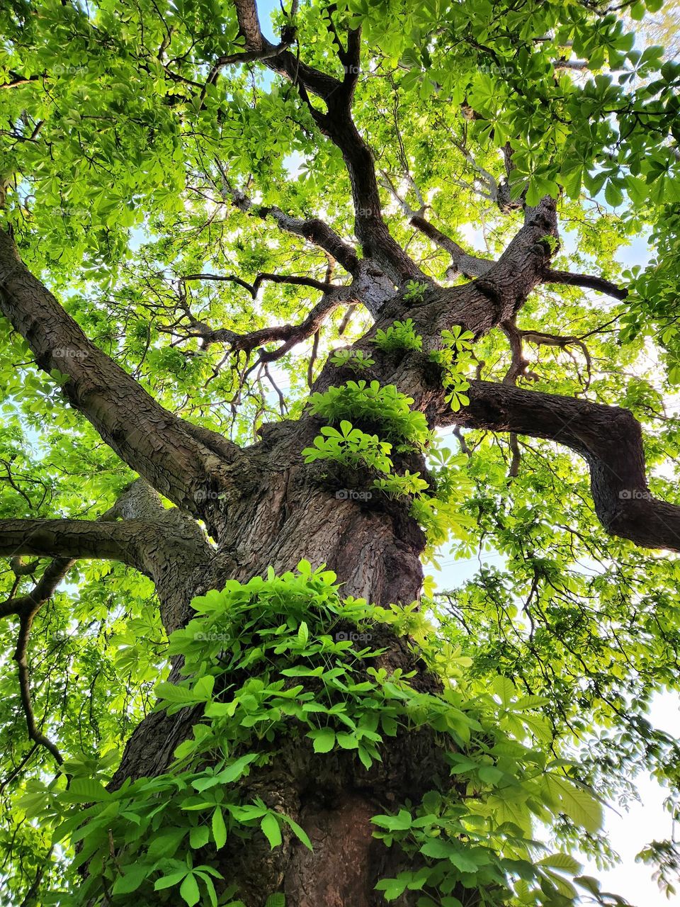 Horse chestnut tree in spring