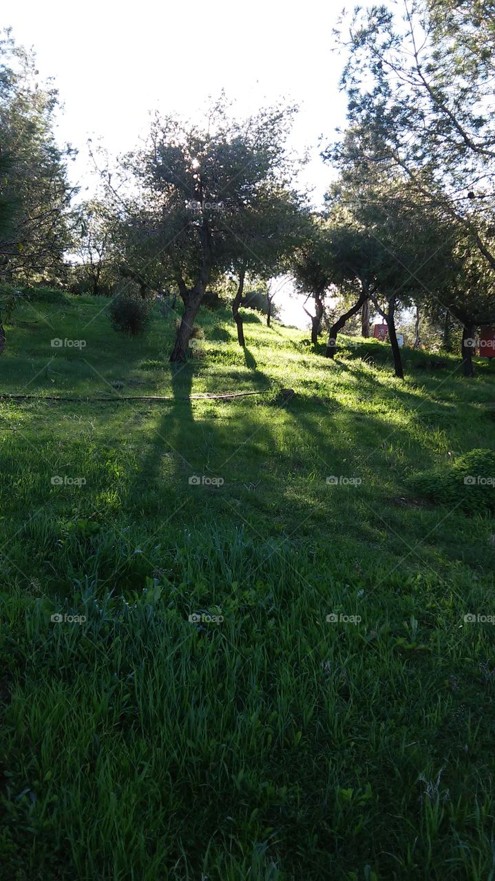 Landscape, Grass, Nature, Tree, No Person