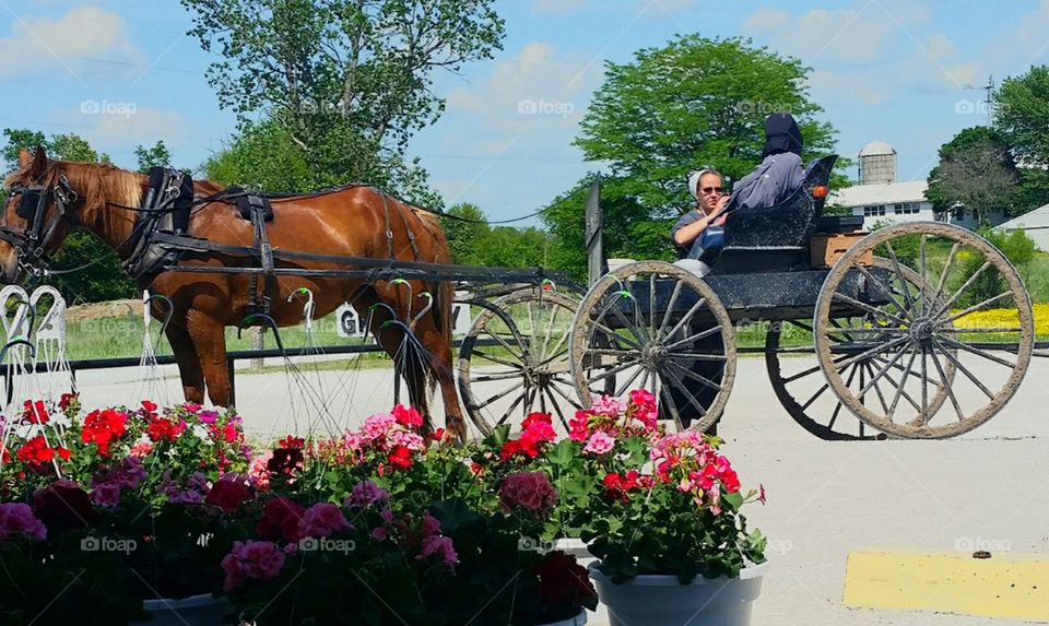 Horse drawn Amish flower delivery buggy.