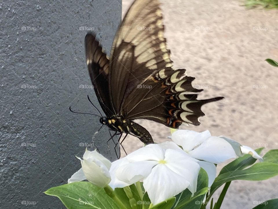 Jardim com flores cor branca rodeadas por folhas verdes com borboleta marrom saindo do jardim. Fundo com muro bicolor.