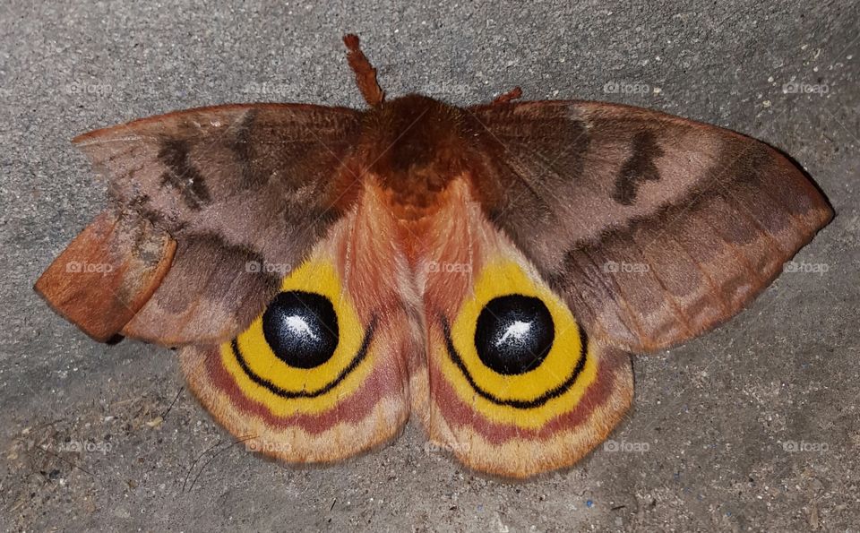 moth with broken wing