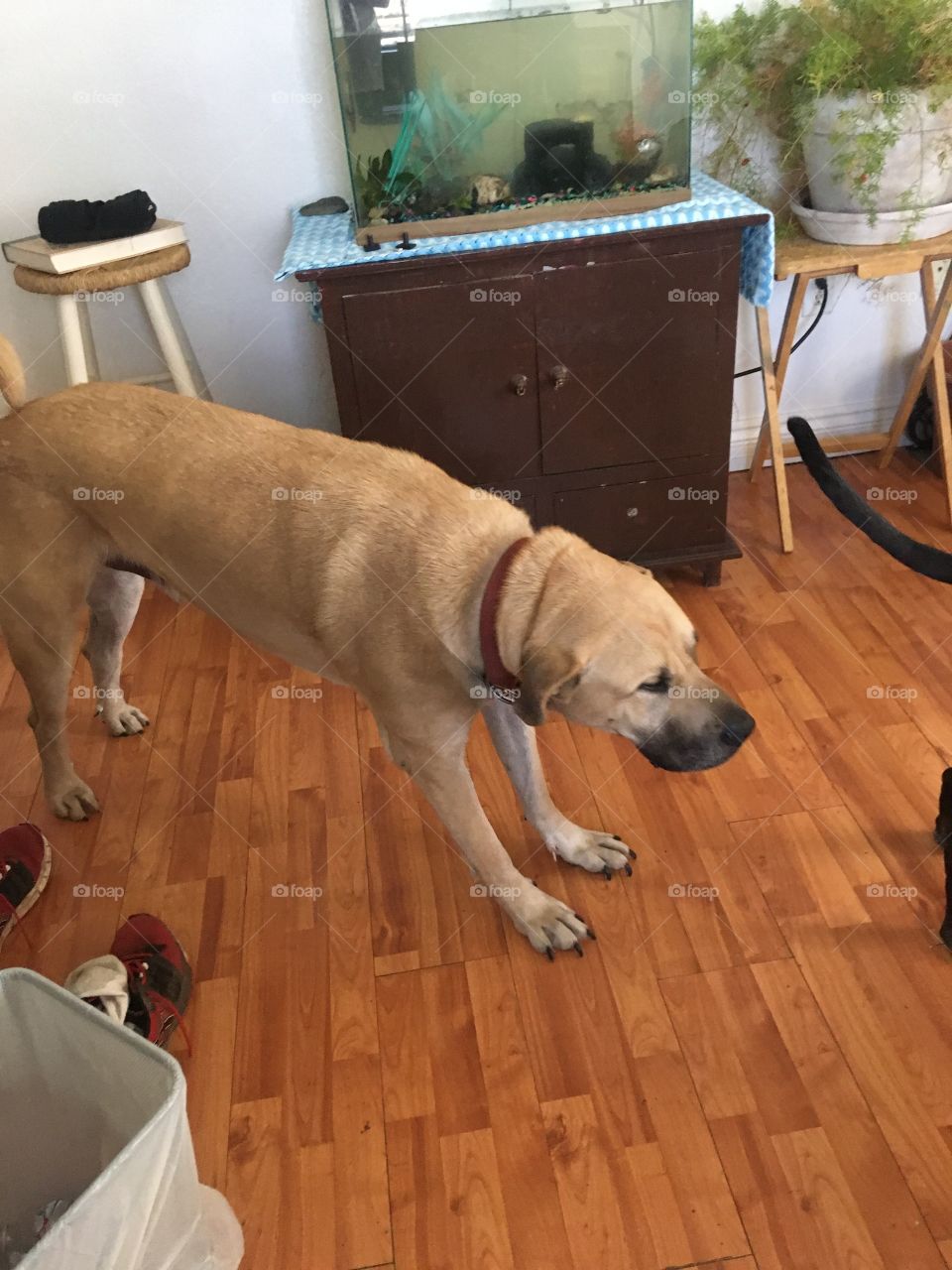 Bear my 4 year old Mastiff and Lab mix indoors being silly looking mean. He’s the color of honey.