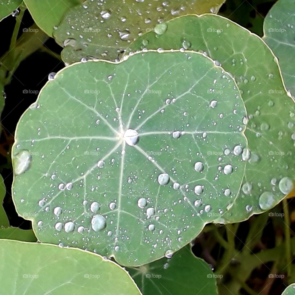 many shades of green of nasturtium leaves  covered with rain drops