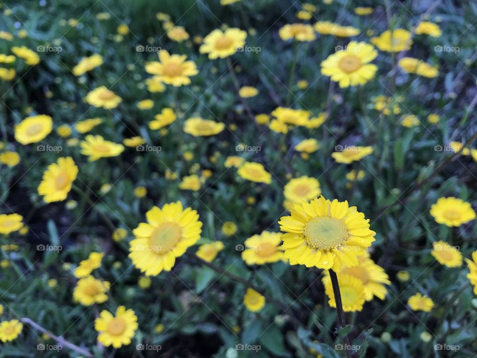 In the garden after the rain 