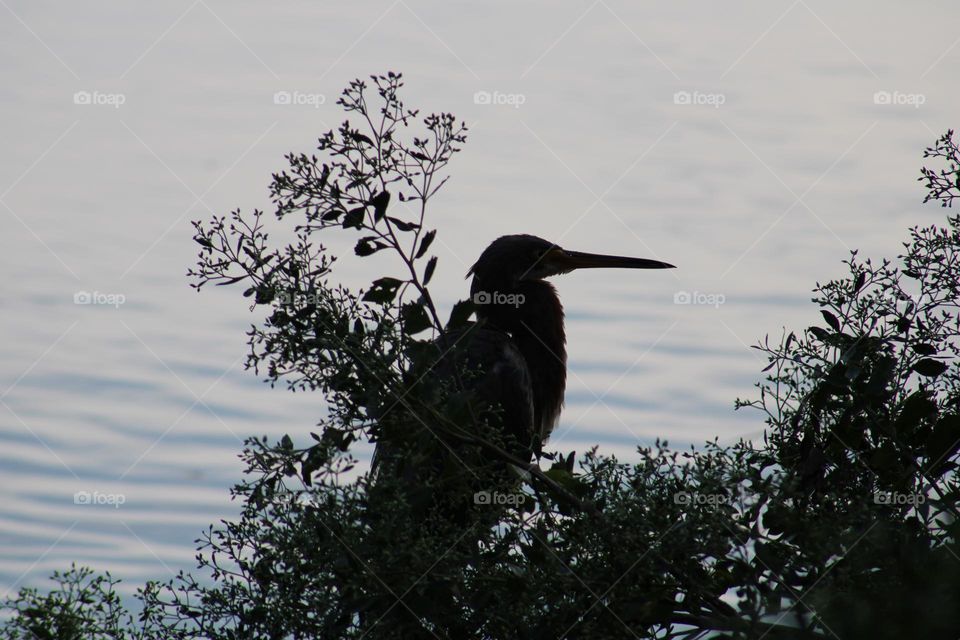 tricolor Heron