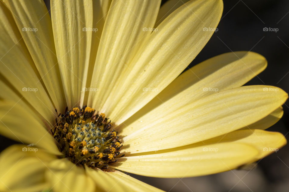 A macro shot of a yellow spannish daisy, where you can clearly see all the details of this beautiful flower.