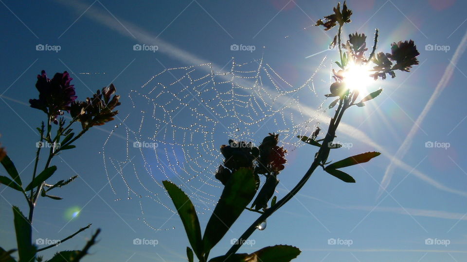 Sonne hinterm Spinnennetz