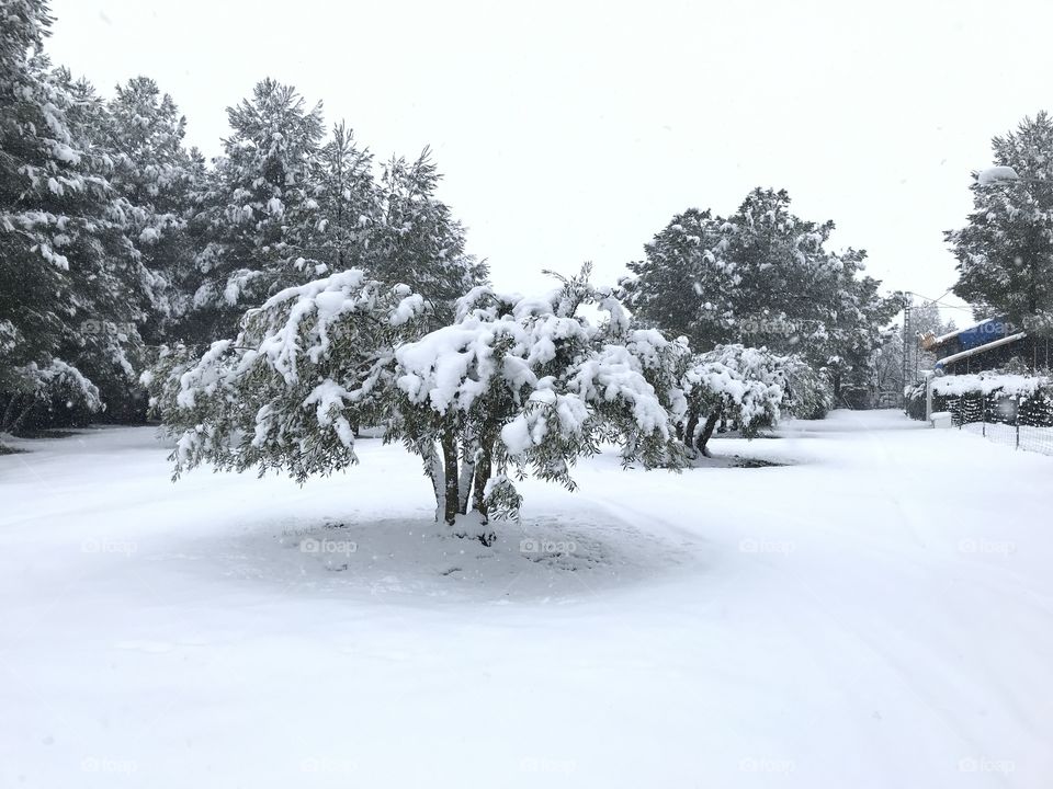 Snow on tree 