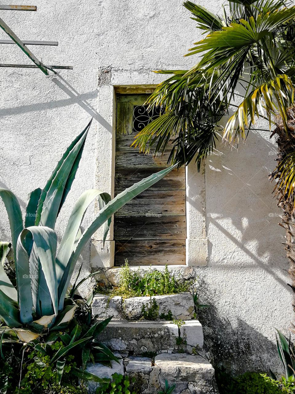 Agave plant and palmt tree growint in front of old house with wooden door