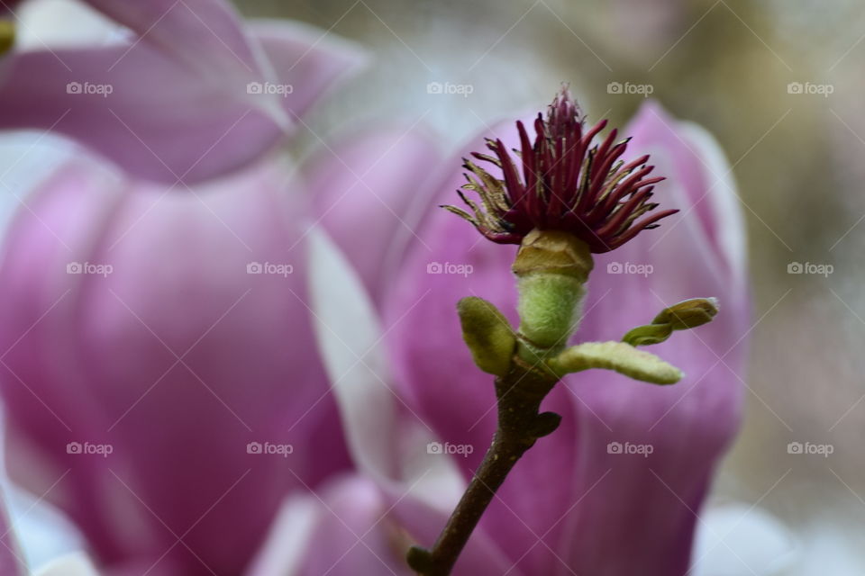 Passionate about blooms of purple